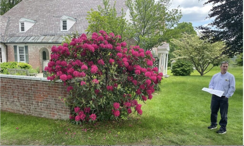 Design of ADA Path at Munson Memorial Library Hinges on Rhododendron